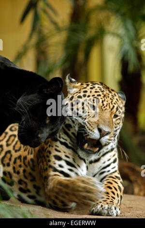 Black Jaguar and normally spotted Jaguar. Stock Photo