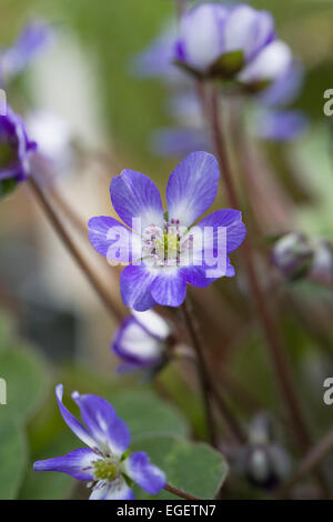 Hepatica nobilis var. japonica f. magna. Liverwort flowers growing in a protected environment. Stock Photo