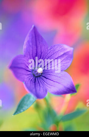 Balloon Flower Stock Photo