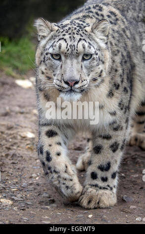 Young female snow leopard walking towards camera Stock Photo