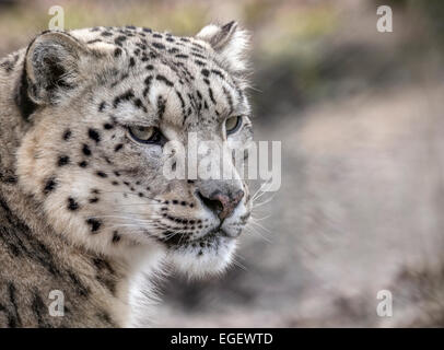 Female snow leopard (head shot) Stock Photo