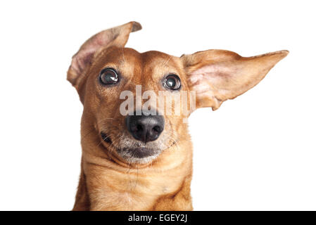 crazy portrait of brown dachshund dog isolated on white background Stock Photo