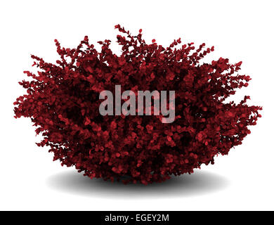 red leaf japanese barberry isolated on white background Stock Photo
