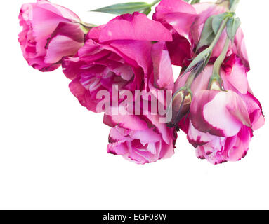 bunch of  mauve eustoma flowers Stock Photo