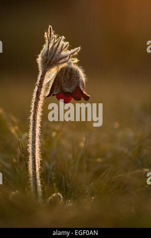 Pasque Flower (Pulsatilla Rubra), also called Prairie crocus, Wind flower, Easter Flower and Meadow anemone. Toxic, the flower h Stock Photo