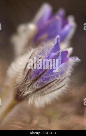 Pasque Flower (Pulsatilla Rubra), also called Prairie crocus, Wind flower, Easter Flower and Meadow anemone. Toxic, the flower h Stock Photo