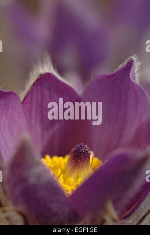 Pasque Flower (Pulsatilla Rubra), also called Prairie crocus, Wind flower, Easter Flower and Meadow anemone. Toxic, the flower h Stock Photo