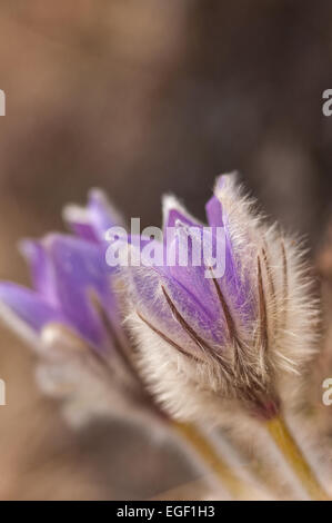 Pasque Flower (Pulsatilla Rubra), also called Prairie crocus, Wind flower, Easter Flower and Meadow anemone. Toxic, the flower h Stock Photo