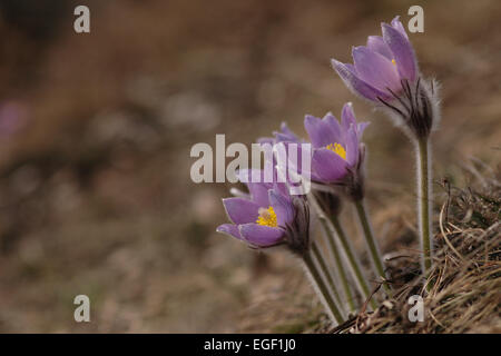 Pasque Flower (Pulsatilla Rubra), also called Prairie crocus, Wind flower, Easter Flower and Meadow anemone. Toxic, the flower h Stock Photo