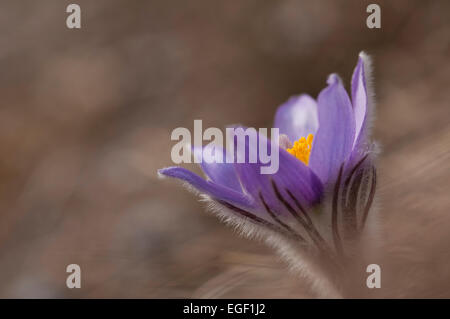 Pasque Flower (Pulsatilla Rubra), also called Prairie crocus, Wind flower, Easter Flower and Meadow anemone. Toxic, the flower h Stock Photo