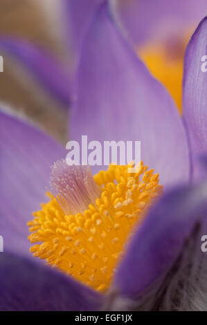 Pasque Flower (Pulsatilla Rubra), also called Prairie crocus, Wind flower, Easter Flower and Meadow anemone. Toxic, the flower h Stock Photo