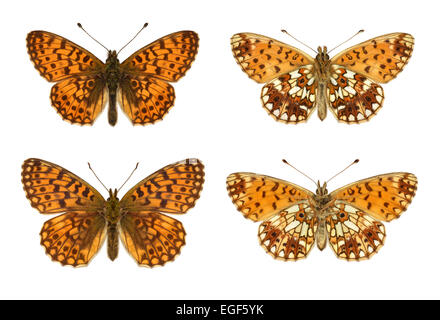 Small Pearl-bordered Fritillary - Boloria selene - male (top row) - female (bottom row). Stock Photo