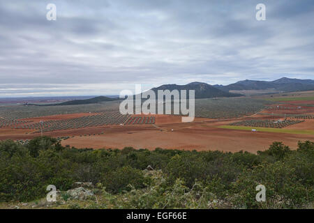 Landscape with olive tree orchards, cultivation, oil production, La Mancha, Spain. Stock Photo