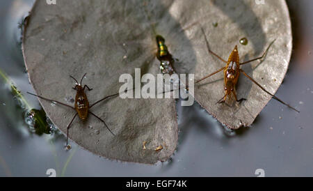 Pond Skaters (aquarius remigis) on Water Lily Leaf on Garden Pond Stock Photo