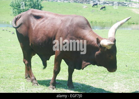 Bull in a pasture Stock Photo