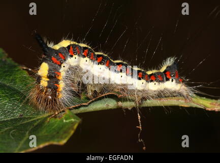 Colourful caterpillar of the European Grey Dagger moth (Acronicta psi) Stock Photo
