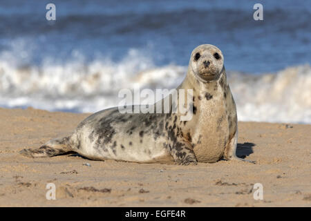 Atlantic Grey Seal female Stock Photo