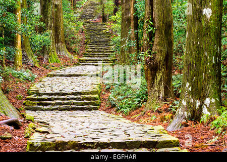 Hiking path with stairs in Japanese forest. Nature adventure