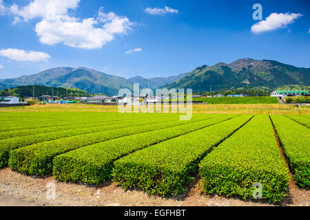 Tea plantation landscape in Yokkaichi, Japan. Stock Photo