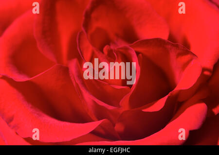 Close up of a red rose Stock Photo