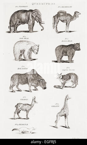 Different types of Quadrupeds. From an 18th century print Stock Photo ...