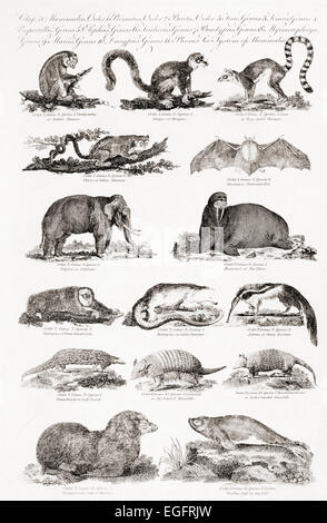 Different types of animals.  From an 18th century print