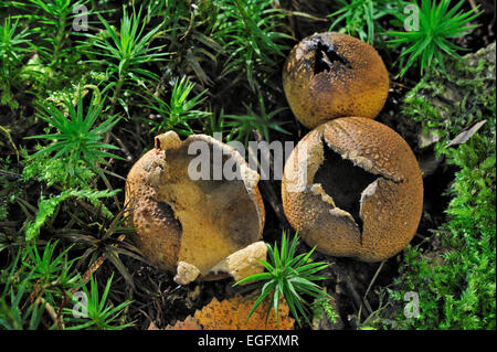 Common earthball fungus / Pigskin poison puffball (Scleroderma citrinum / Scleroderma aurantium) on the forest floor breaking up Stock Photo