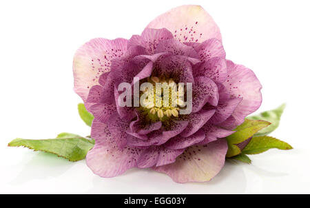 helleborus blooming in winter flower isolated on white Stock Photo