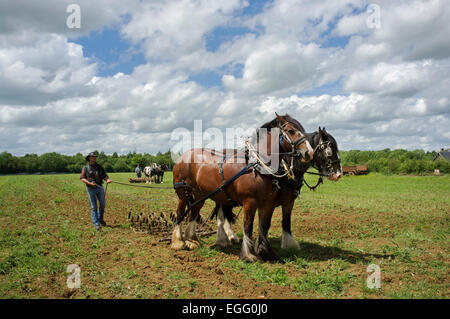 Farmers with working heavy horses displaying their techniques at Abbey Home Farm in Gloucestershire, UK. Stock Photo