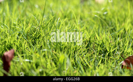 beautiful lawn of green grass is photographed in close-up Stock Photo ...