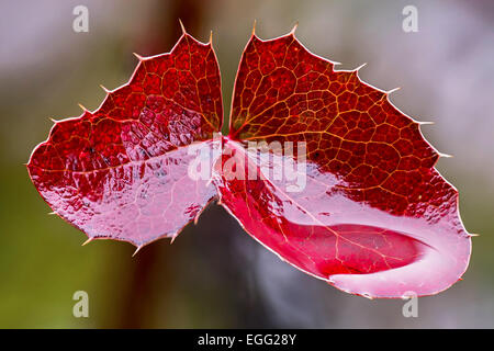 Red leaves Mahonia bush after the rain Stock Photo