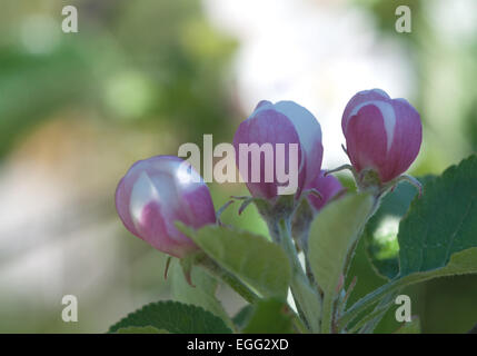 Three pink apple buds in part light and part shadow. Stock Photo