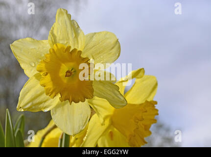 Yellow spring daffodil on soft grey sky, Sweden in April Stock Photo