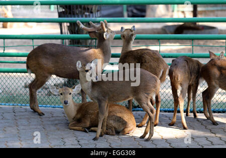 Deer in the zoo photographed close up Stock Photo
