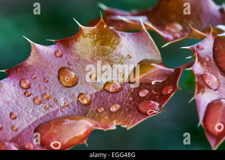 Red leaves mahonia with drops after rain in the garden Stock Photo