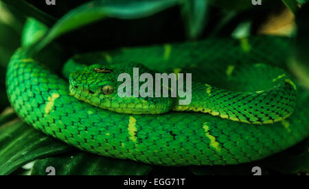 Side-striped pit viper (bothriechis lateralis) seen in Monteverde, Costa Rica. Stock Photo