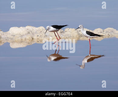 Black-winged stilt wading in saltpan and casting vivid reflections South Africa Stock Photo