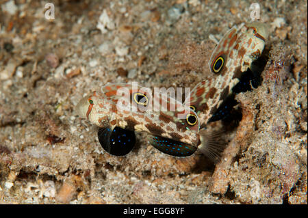 A pair of Signal Goby in the Solomon Islands. Stock Photo