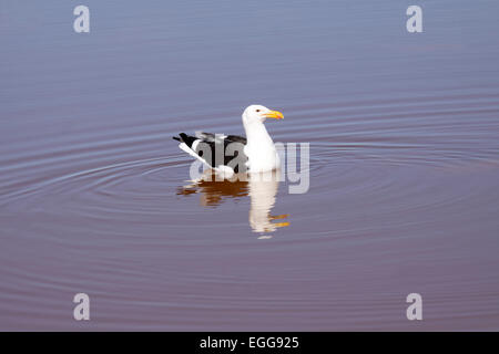 Kelp gull reflecting in water in salt pan on the Western Cape in South Africa Stock Photo