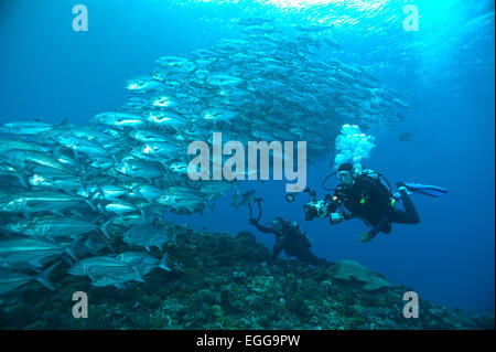 A school of Bigeye Trevally with divers on a reef in the Solomon Islands. Stock Photo