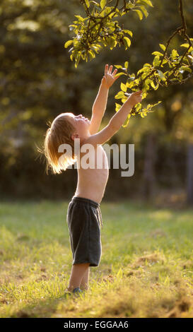 Young boy in shorts reaching up to leafy tree branch in warm sunshine standing on green grass in natural setting Stock Photo