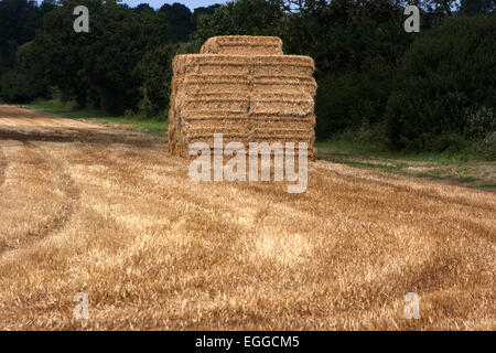 Bales of hay in freshly cut wheat field. Stock Photo