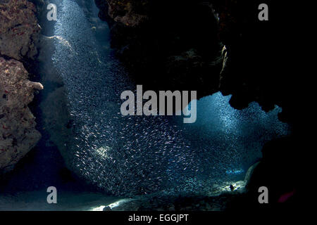 School of silversides form shapes in the tunnels at Eden Rock, Grand Cayman. Stock Photo