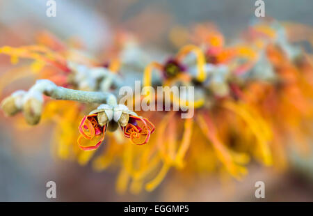 Coppery-orange petals unfold from a Hamamelis x Intermedia 'Jelena' in early winter. Stock Photo