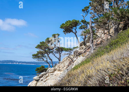 Pine trees growing on a rocky slope above the ocean. Point Lobos State Reserve, Monterey county, California, United States. Stock Photo