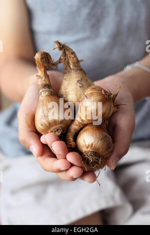 Close up of Narcissus Daffodil  Mixed Trumpets Bulbs in hands Stock Photo