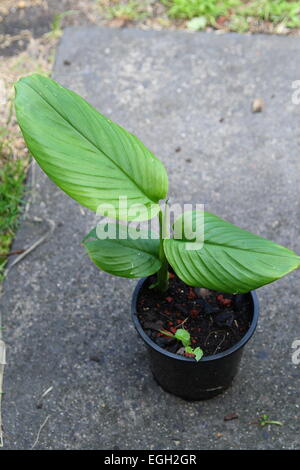 Growing Tumeric ginger plant in a pot Stock Photo