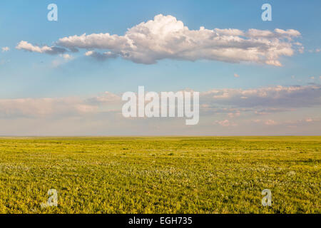 short grass prairie in springtime - Pawnee National Grassland in Weld County, north eastern Colorado Stock Photo