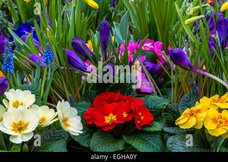 A very colorful garden made up of primula, daffodil, crocus and grape hyacinth. Stock Photo