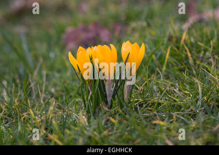 Yellow Spring crocuses growing in the garden. Stock Photo